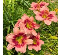 Semi di Daylilies, vecchie varietà decorazione da giardino per esterni giardino di da resistenti perenni e balcone serre balcone esotiche semi 300pcs