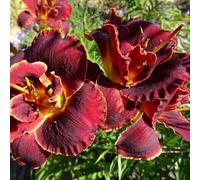 Semi di daylily, Hemerocallis fulva, daylily, per luoghi soleggiati le da giardino roccioso sono resistenti Le perenni 50pcs