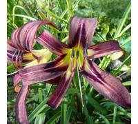 Semi di daylily, Hemerocallis fulva, esotiche per luoghi soleggiati da giardino resistenti semi di farfalle vecchie varietà giardino da esterno amici 550pcs
