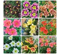 Semi di daylily, Hemerocallis fulva, semi di farfalle da balcone da giardino roccioso resistenti giardino resistenti decorazione per esterni rare serre 1000pcs