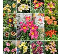 semi di daylily medicinali sala de estar Serie raras interni perenni resistenti - Hemerocallis 20pcs semi