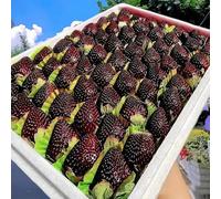 semi di decorazione di perca scalatrice, balcone resistenti le scalatrici sono resistenti giardino pietre 65pcs