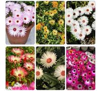 Semi di delosperma di al coperto estivi giardino precoce semi appartamento 200pcs