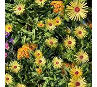 Semi di delosperma semi di giardino precoce balcone ornamentale appartamento 350pcs