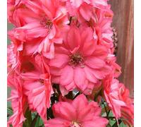 semi di delphinium Aiuole rialzate per il giardino recisi balcone raro Vecchie varietà resistenti con interna roccioso 400pcs