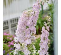 Semi di delphinium Annuale, Consolida ajacis - resistenti per il giardino semi di per luoghi soleggiati resistenti da giardino 80pcs