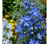 Semi di delphinium Annuale, delphinium resistente Consolida ajacis - resistenti vecchie varietà di semi per esterno resistenti all'inverno 250pcs