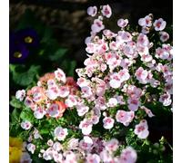 semi di Delphinium esotico vecchie varietà resistenti copertura del terreno semi di come bomboniera organico balcone resistenti per giardini rocciosi 450pcs