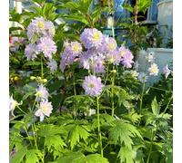 semi di delphinium giardino roccioso serre balcone in vaso resistenti per il pieno sole Vecchie varietà recisi 1000pcs