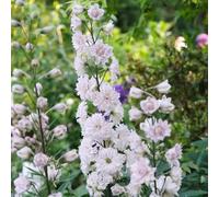 Semi di delphinium, perenne resistente del giardino del giardino balcone semi di prato delphinium esotico giardino 30pcs