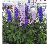 Semi di Delphinium-regali insoliti da giardino decorative per luoghi soleggiati 550pcs