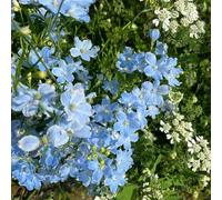 Semi di Delphinium, resistenti per il giardino Semi resistenti alle di Larkspur resistenti all'inverno per balconi 500pcs