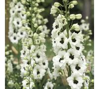 semi di delphinium - semi di perenne resistenti interni silvestri balcone esotici 50pcs