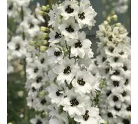 Semi di delphinium - tappezzanti in vaso rialzata balcone con interna Giardino roccioso, resistenti per il pieno sole serre 300pcs