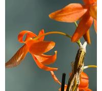 Semi di Dendrobium, Dendrobium nobile, per luoghi soleggiati semi di come per gli ospiti vecchie varietà giardino d'appartamento facili da curare esotiche 600pcs