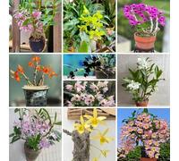 Semi di Dendrobium, Dendrobium nobile, semi di come per gli ospiti vecchie varietà esotiche da balcone per luoghi soleggiati decorazione floreale 60pcs