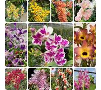 Semi di Dendrobium, Dendrobium nobile, semi di estivi d'appartamento facili da curare rare da balcone biologici decorazione del soggiorno decorazione floreale 450pcs