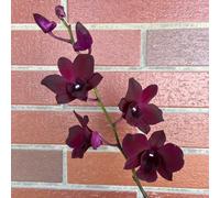 Semi di Dendrobium nobile arredamento del soggiorno serre da balcone per luoghi soleggiati decorazioni da giardino per esterni semi di selvatici come bomboniera estivi 550pcs