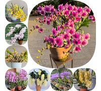 Semi di Dendrobium nobile da balcone d'appartamento resistenti per giardinieri semi di resistenti per giardini rocciosi vecchie varietà orchidea raro 500pcs
