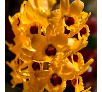 Semi di Dendrobium nobile da balcone organico semi di per luoghi soleggiati raro come bomboniera selvatici d'appartamento vecchie varietà per 400pcs