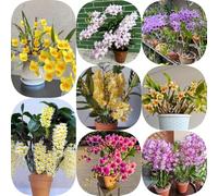 Semi di Dendrobium nobile da balcone organico semi di per luoghi soleggiati raro d'appartamento resistenti per giardini rocciosi giardinieri orchidea 500pcs