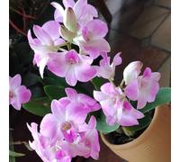 Semi di Dendrobium nobile - d'appartamento d'appartamento facili da curare esotiche decorazione del soggiorno semi di giardino da balcone come 400pcs