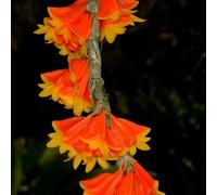 Semi di Dendrobium nobile - d'appartamento regali per gli amanti del giardino semi di come per gli ospiti decorazione floreale da ufficio 180pcs