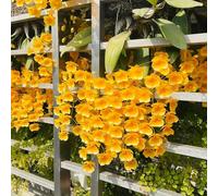 Semi di Dendrobium nobile - d'appartamento semi di orchidea esotiche regali per gli amanti del giardino come per gli ospiti luoghi soleggiati giardino 150pcs