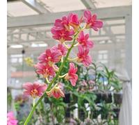 Semi di Dendrobium nobile d'appartamento vecchie varietà organico serre da balcone per giardinieri semi di decorazioni da giardino per esterni orchidea arredamento 100pcs