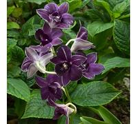 Semi di Dendrobium nobile d'appartamento vecchie varietà per giardinieri decorazioni da giardino per esterni serre da balcone resistenti esotico organico 650pcs