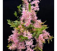 Semi di Dendrobium nobile - decorazione floreale da balcone regali per gli amanti del giardino semi di come per gli ospiti decorazione del soggiorno 10pcs