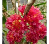 Semi di Dendrobium nobile - decorazione floreale serre da balcone d'appartamento facili da curare decorazione del soggiorno semi di estivi 220pcs