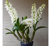 Semi di Dendrobium nobile - giardino di da balcone serre da balcone decorazione floreale semi d'appartamento decorazione del soggiorno regali per gli amanti del giardino 120pcs