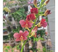 Semi di Dendrobium nobile orchidea resistenti per giardini rocciosi decorazioni da giardino per esterni serre da balcone d'appartamento vecchie varietà semi di come 100pcs