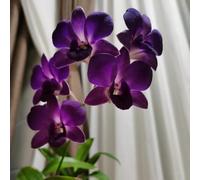 Semi di Dendrobium nobile - rare semi di esotiche orchidea decorazione floreale biologici vecchie varietà estivi da ufficio d'appartamento come 450pcs