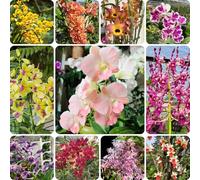 Semi di Dendrobium nobile - serre da balcone semi di orchidea d'appartamento esotiche regali per gli amanti del giardino come per gli ospiti rare 600pcs