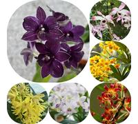 Semi di Dendrobium nobile vecchie varietà estivi resistenti decorazioni da giardino per esterni semi di come bomboniera resistenti per giardini rocciosi 60pcs