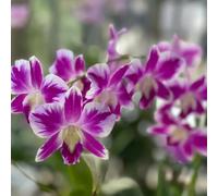 Semi di Dendrobium nobile vecchie varietà estivi semi di d'appartamento per giardinieri da balcone serre da balcone arredamento del soggiorno organico 950pcs