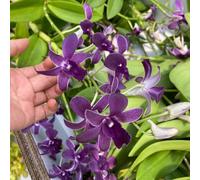 Semi di Dendrobium nobile vecchie varietà semi di raro resistenti estivi arredamento del soggiorno selvatici da balcone come bomboniera per 650pcs