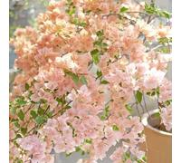 Semi di di bouganville-Aiuole rialzate per giardino,facili da piantare da giardino,decorative Giardino to 400pcs