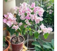 Semi di di bouganville-da balcone,semi di recisi Vaso per,da piantare in vaso resistenti,colorate Giardino 500pcs