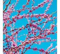 Semi di di Giuda canadese da giardino roccioso vecchie varietà da rialzata serra interna decorazione del giardino in vaso resistenti in vaso esterno 300pcs