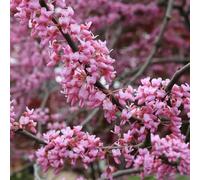 Semi di di Giuda canadese decorazione del giardino da interno raro decorazioni da giardino per esterni interno sul balcone biologiche vecchie varietà 200pcs