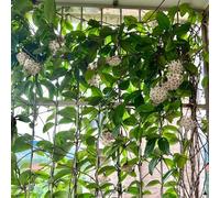 Semi di di Hoya,decorative decorazione per ufficio,bellissimi luminosi con resistenti in vaso 150pcs