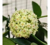 Semi di di Hoya,semi di di cera,da giardino aiuole rialzate per giardino,facili da piantare regali per gli amanti del giardino,400pcs