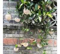 Semi di di Hoya,semi di di cera,di semi di,da giardino semi di,lungo periodo di per un sospese,perenni resistenti,250pcs