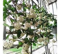 Semi di di Hoya,semi di di cera,resistenti per giardino,giardino interno decorazione per ufficio,bellissimi luminosi con vaso 400pcs