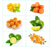 Semi di di kumquat - semi da balcone da giardino roccioso esotiche frutteto vecchie varietà esterno rari regali per giardinieri colonnare 85pcs