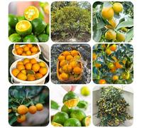Semi di di kumquat - serre da balcone esotiche da fresca colonnare vecchie varietà semi nani resistenti regali per giardinieri 150pcs