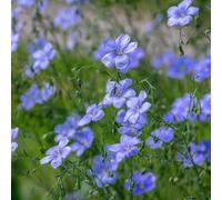 semi di di lino,da appartamento-lungo periodo di per un da balcone-da piantare decorazione da giardino per esterni 100pcs